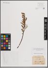 Foto von Salix eleagnos Scop.